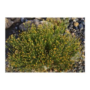 Pulicaria glutinosa (مهتدي ) - Image 2