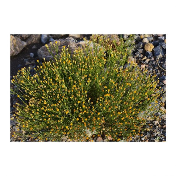 Pulicaria glutinosa (مهتدي )