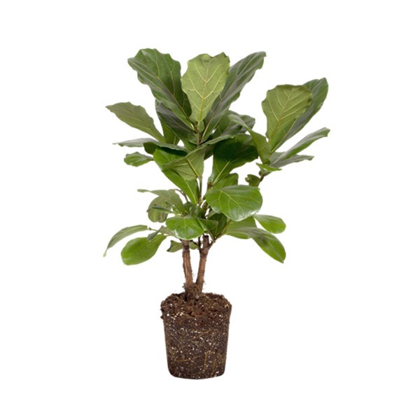 Ficus carica (تين)