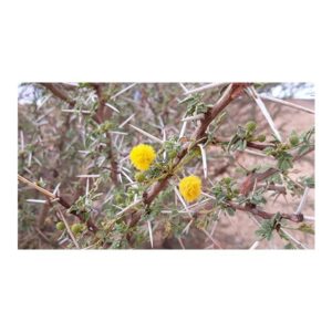 Acacia Ehrenbergiana (سلم) - Image 2