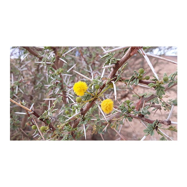 Acacia Ehrenbergiana (سلم)