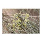 Haloxylon persicum (غضا)