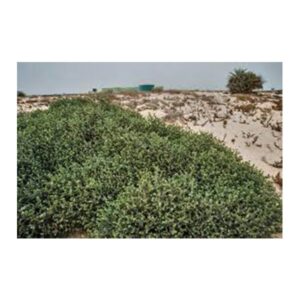 Heliotropium bacciferum (رمرام) - Image 3