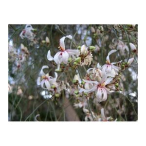 Moringa peregrina (شو ع) - Image 3