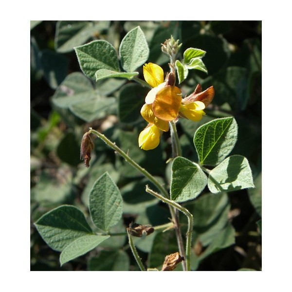 Rhynchosia minima