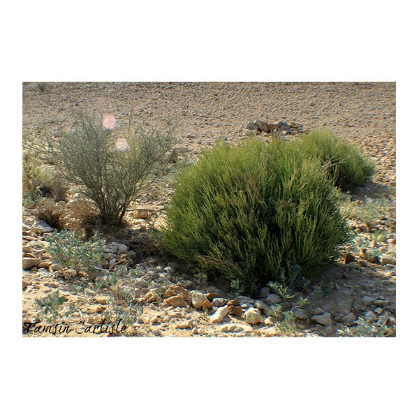 Euphorbia larica (عرنج)