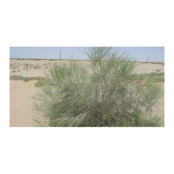 Haloxylon persicum (غضا)