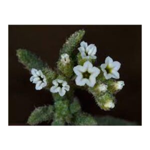 Heliotropium bacciferum (رمرام) - Image 2