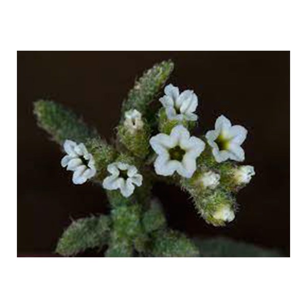 Heliotropium bacciferum (رمرام)