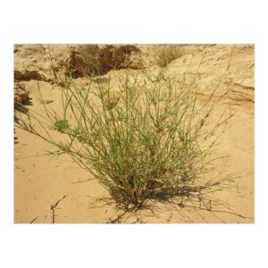 Panicum turgidum (تمام) - Image 2