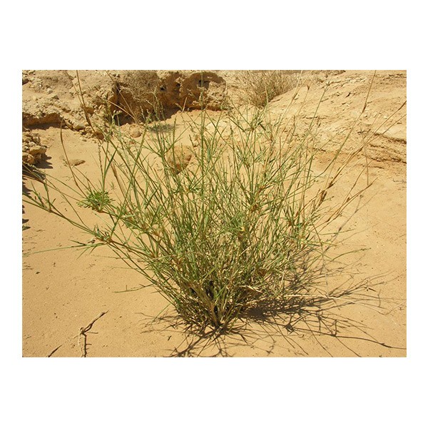 Panicum turgidum (تمام)