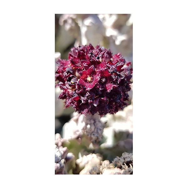 Caralluma arabica (خنصور)