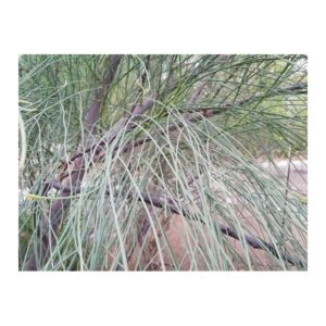 Moringa peregrina (شو ع) - Image 2