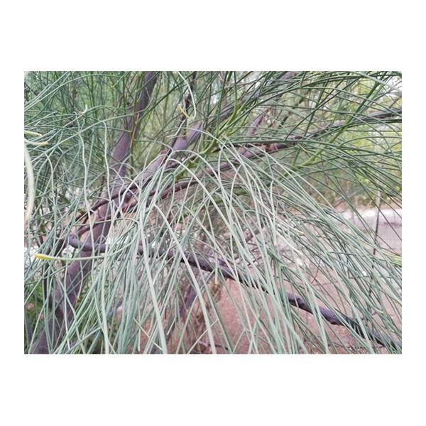 Moringa peregrina (شو ع)
