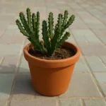 Caralluma arabica (خنصور)