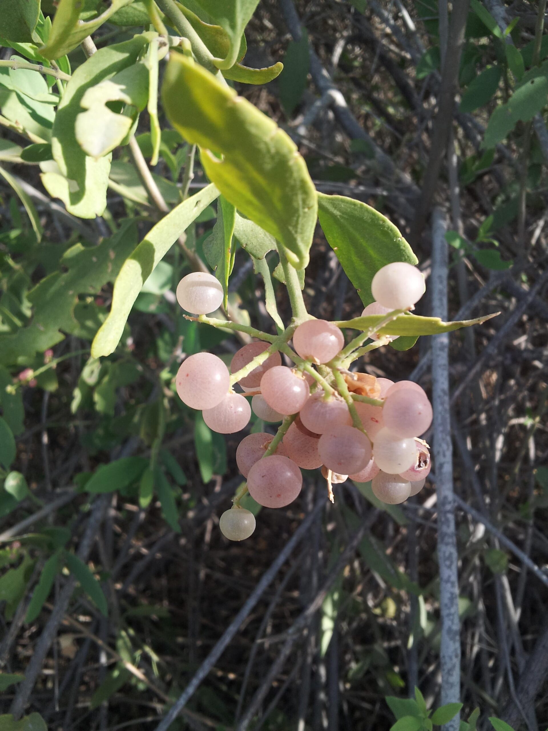 Salvadora Persica (-راك)