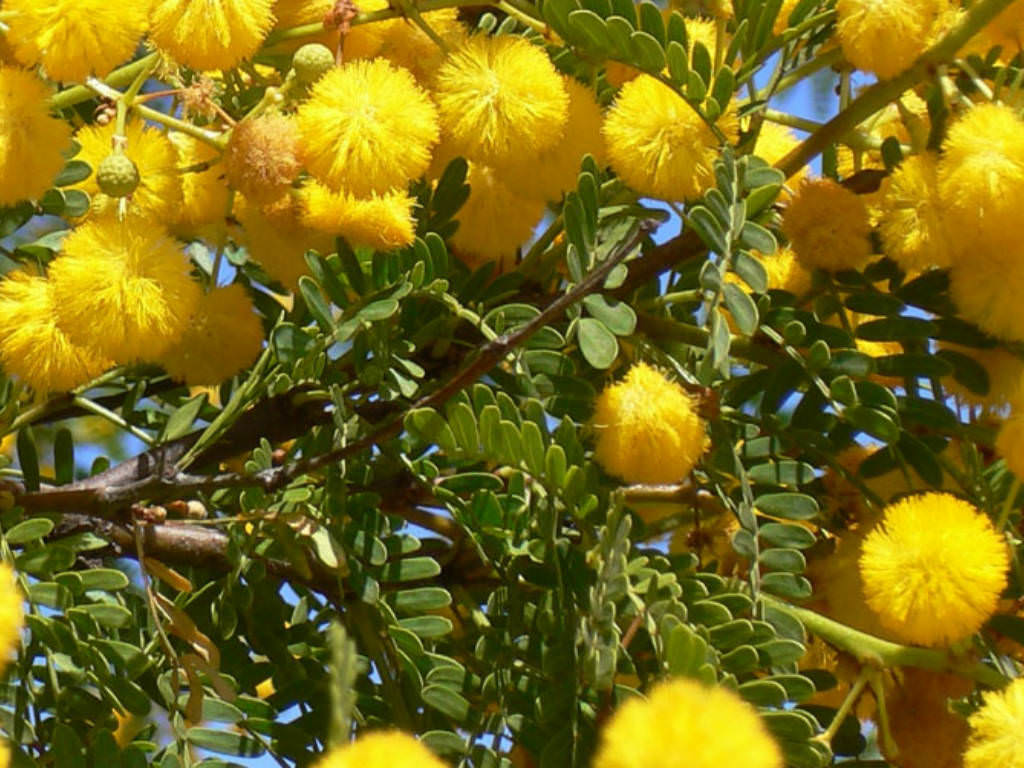 Acacia Franesiana (طلح الفتنه)