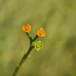 Euphorbia larica (عرنج)