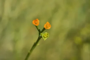 Euphorbia larica (عرنج)