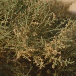 Haloxylon Salicornicum (Hamada elegans) (رمث)