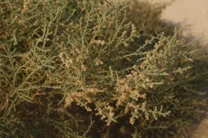 Haloxylon Salicornicum (Hamada elegans) (رمث)