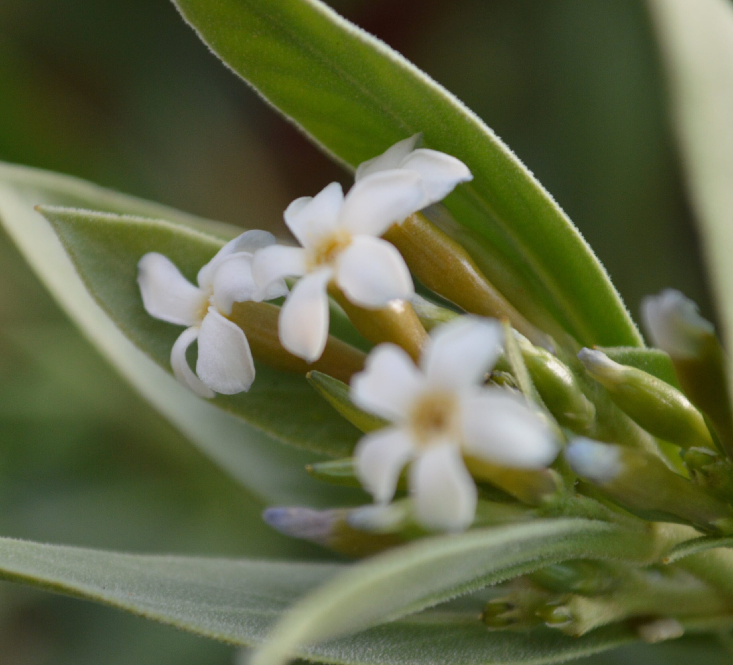 Rhazya Stricta (حرمل)