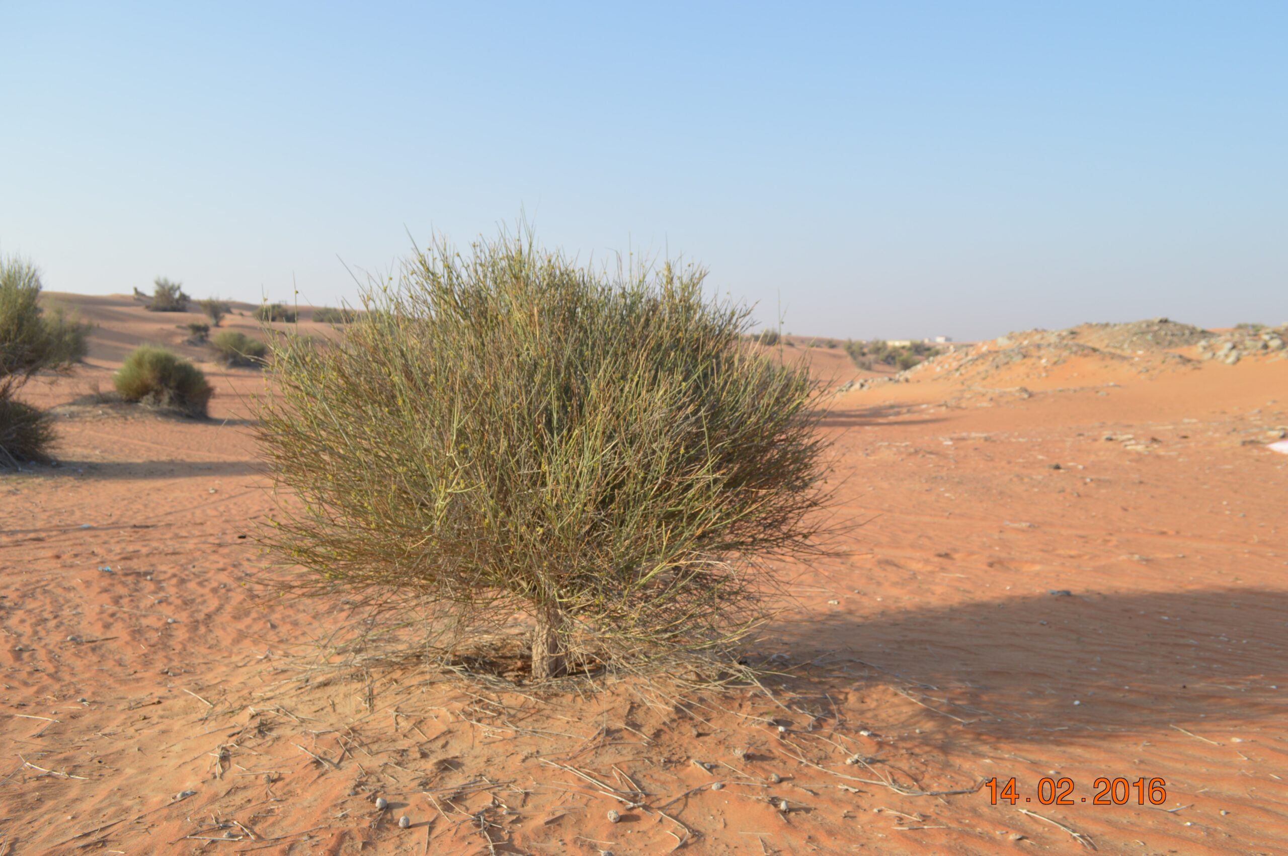 Leptadenia pyrotechnica (مرخ)