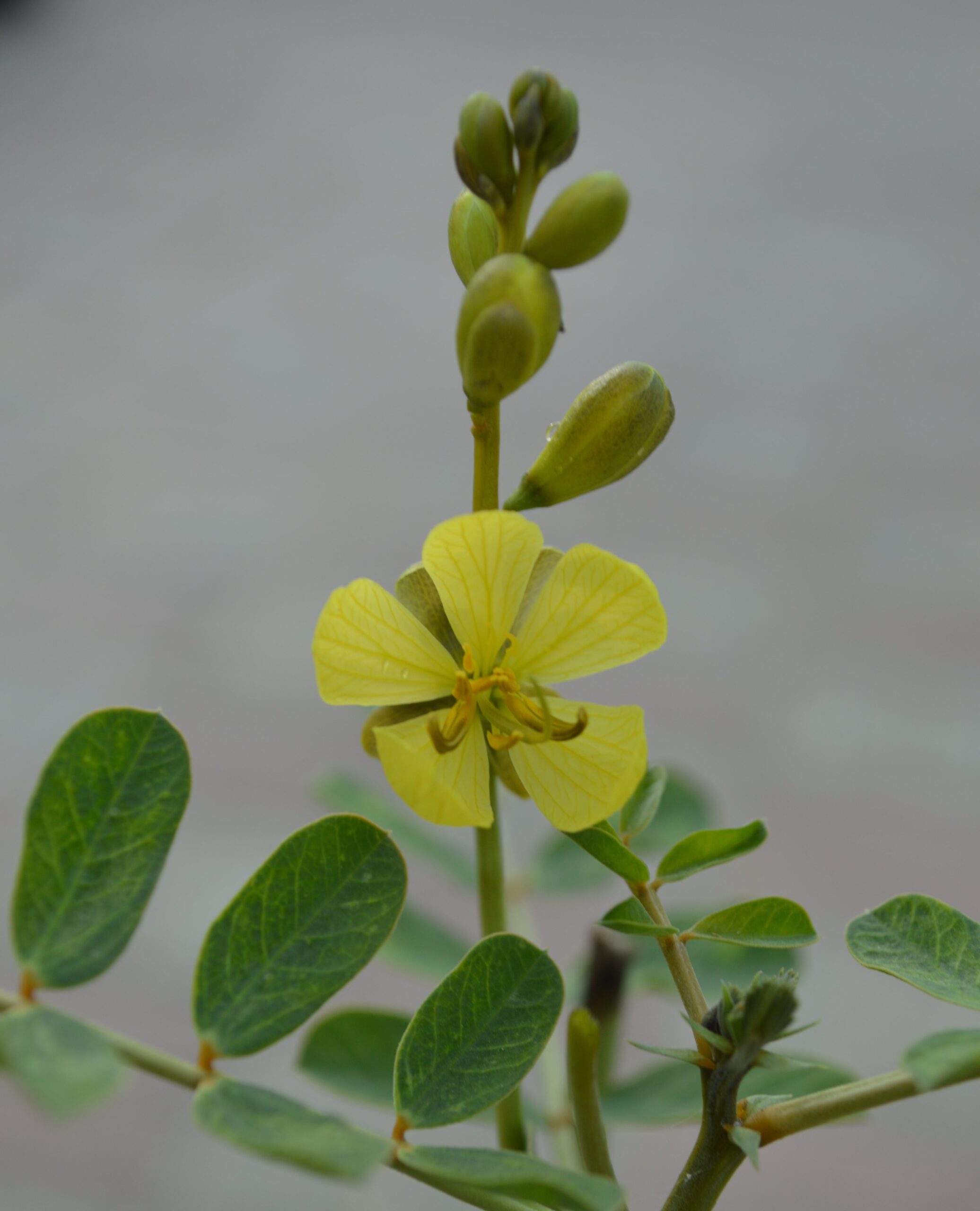 Senna Italica (سنا- عشرق)