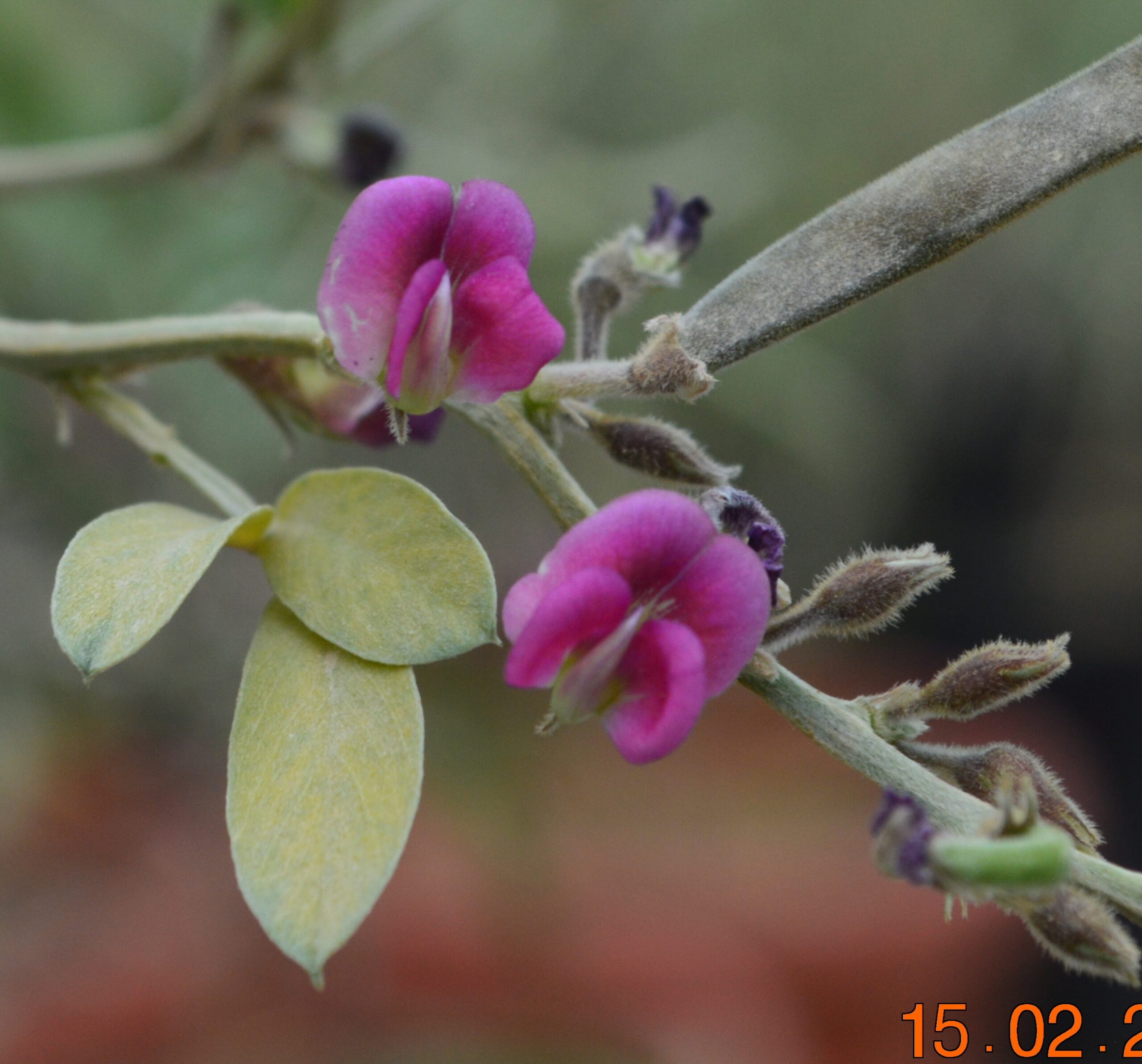 Tephrosia Apollinea (ظفرة عريضة)