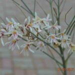 Moringa Peregrina (شو ع)