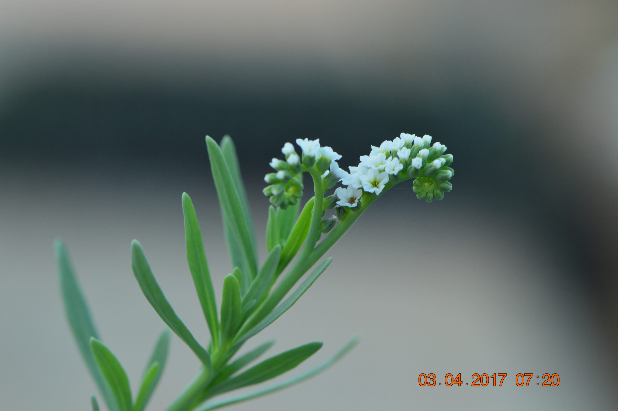 Heliotropium curassavicum (خشافة)