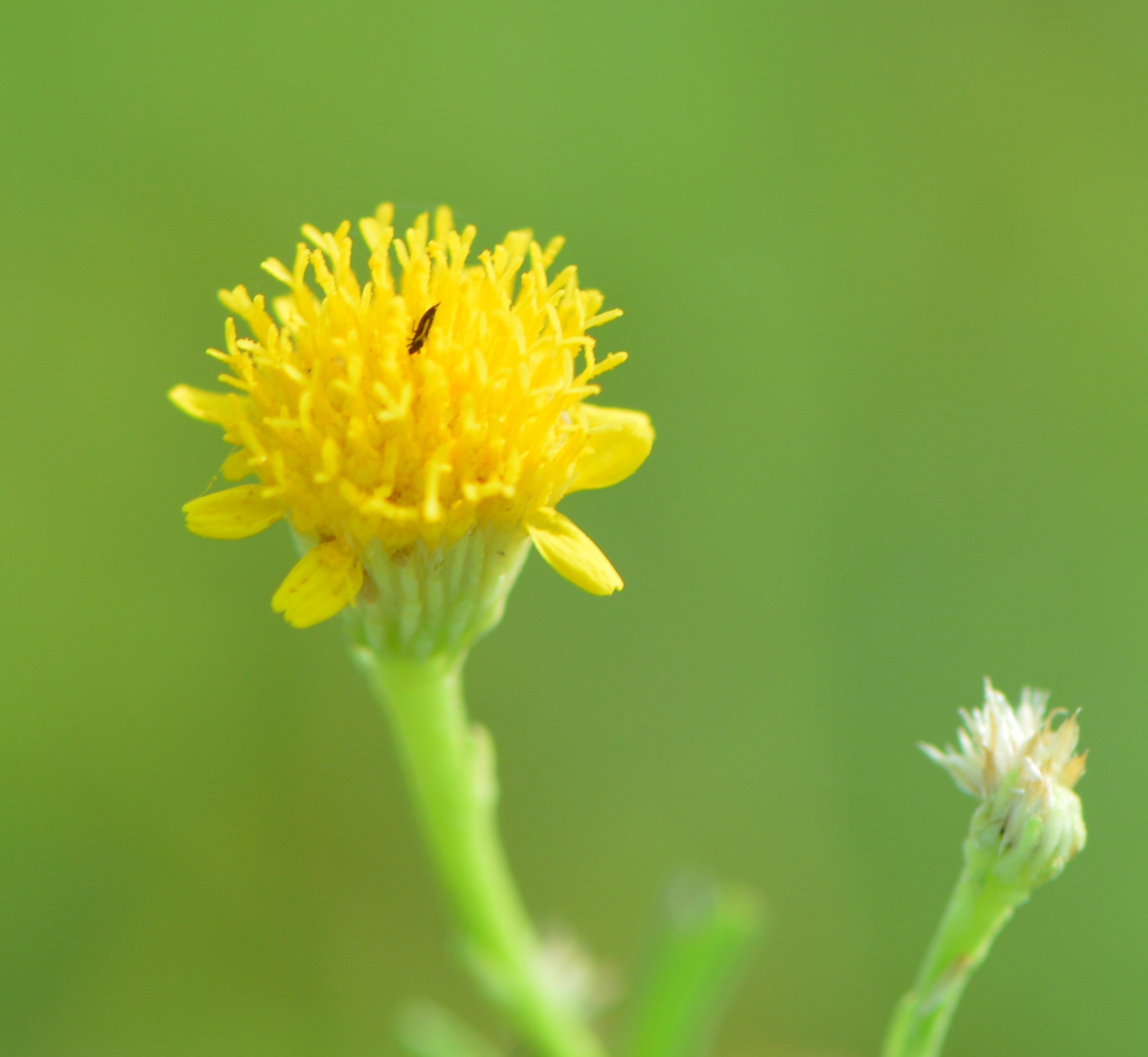 Pulicaria Glutinosa (مهتدي )
