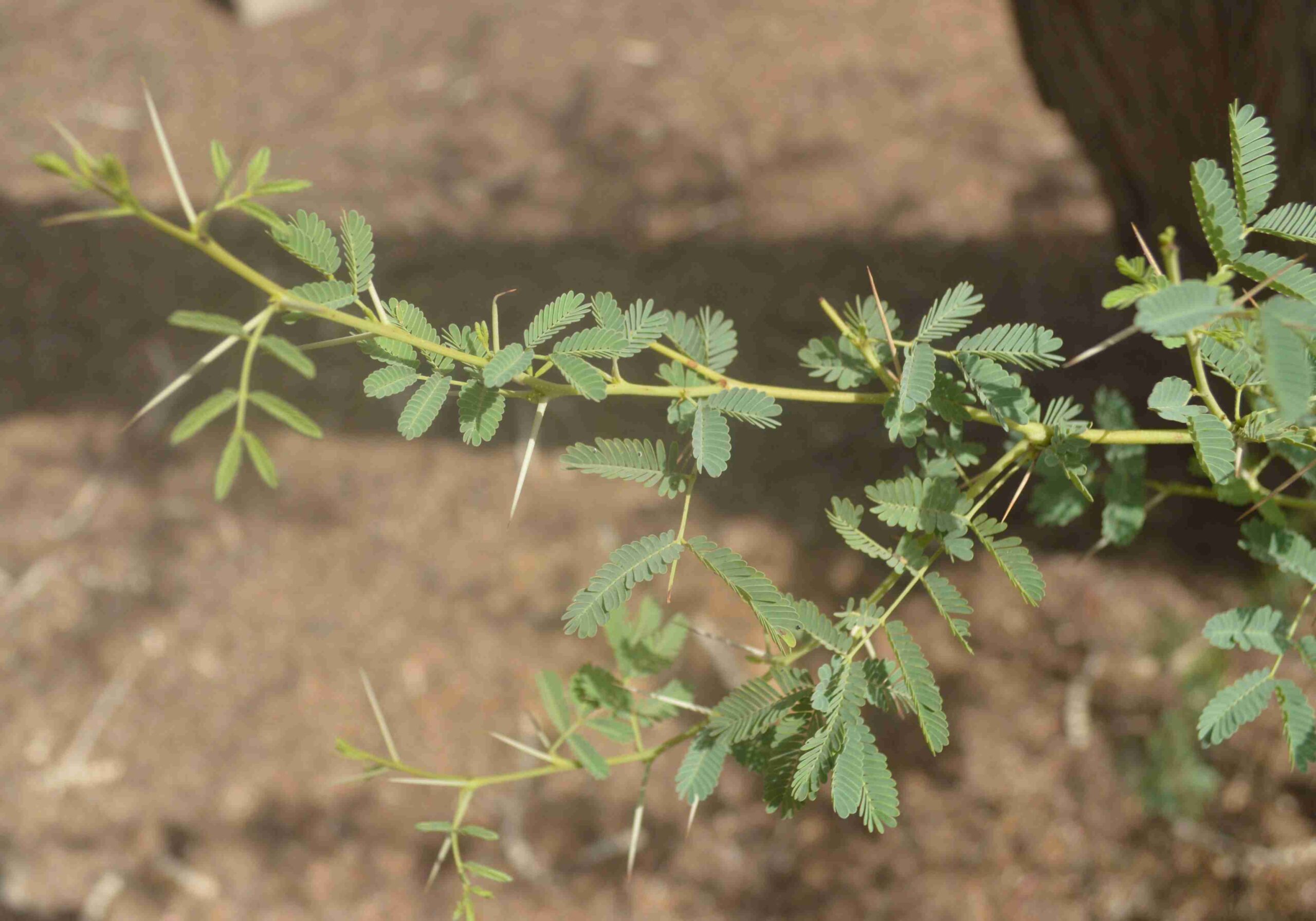 Acacia Arabica