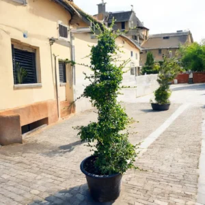 Ehretia microphylla (Spiral Shape) - Image 3