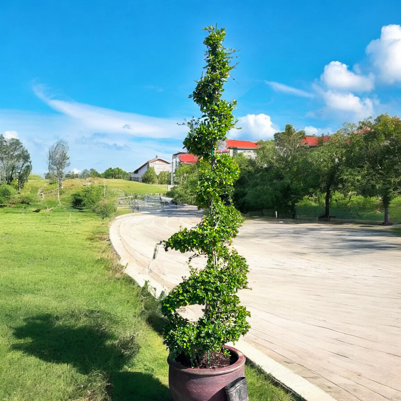 Ehretia microphylla (Spiral Shape)