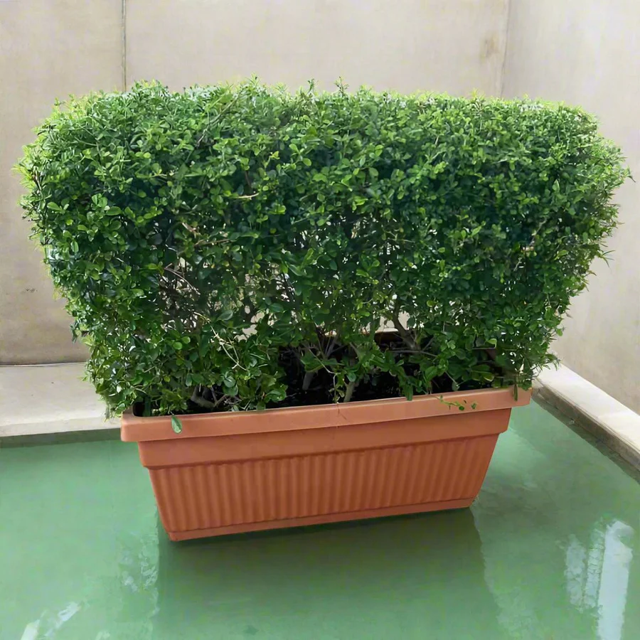 Ehretia microphylla Hedge Shape
