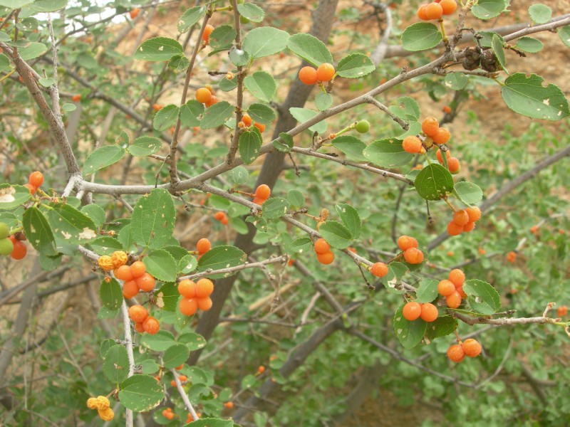 Grewia erythraea ( tenax)