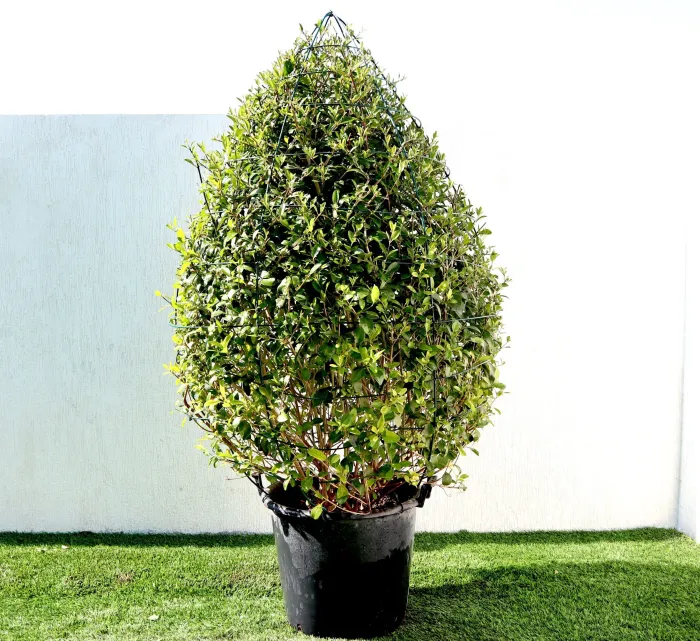 Clerodendrum inerme Ball Shape