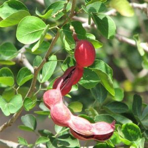 Pithecellobium Dulce ( غاف البحر) - Image 3