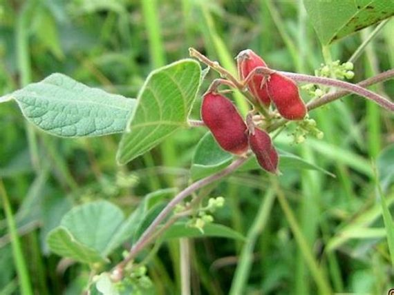 Pithecellobium Dulce ( غاف البحر)