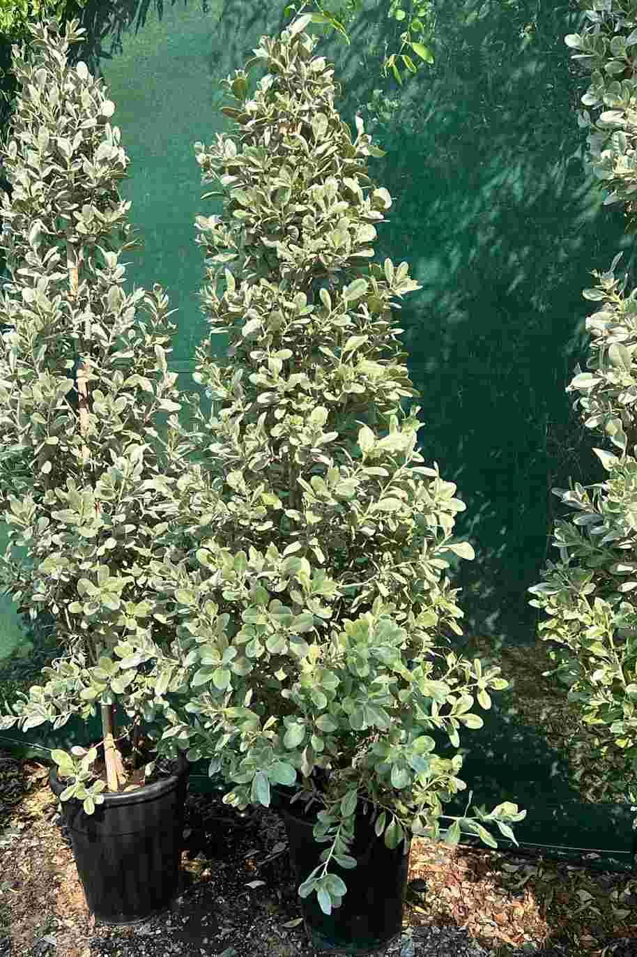 Silver Damas (Cone/Bulb Shape)