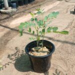 Senna Italica (سنا- عشرق)