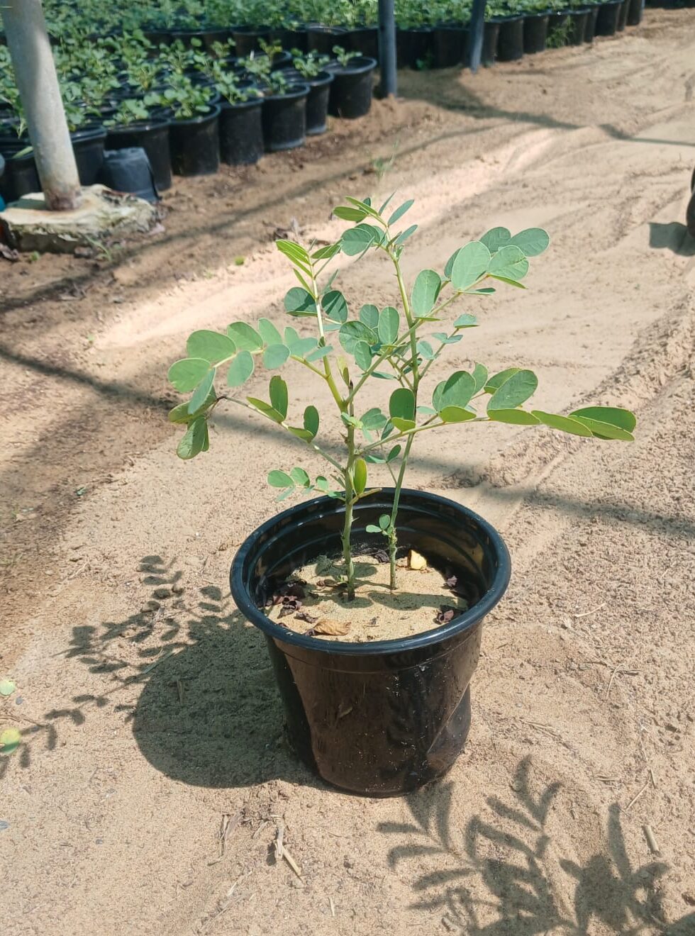 Senna Italica (سنا- عشرق)