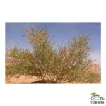 Colligonum comosum (أرطا أحمر)
