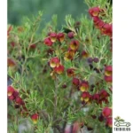 Pithecellobium Dulce ( غاف البحر)