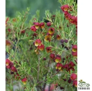 Pithecellobium Dulce ( غاف البحر)