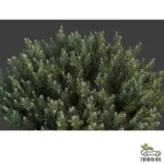 Rhazya stricta (حرمل)