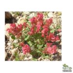 Rumex vesicarius