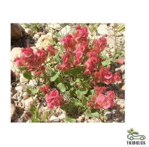 Rumex vesicarius