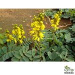 Senna italica (سنا- عشرق)